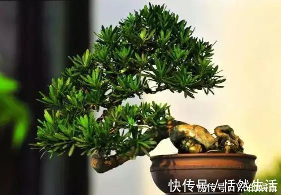 几种很耐寒的花,在冬天依旧开花美艳