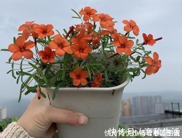 耐旱|阳台养花，就选这几种，一个月不浇水，也能打鸡血似的开满花！