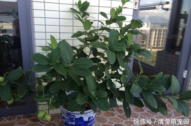 薄荷|家里气味难闻，养3种绿植错不了，家里一整天都香喷喷