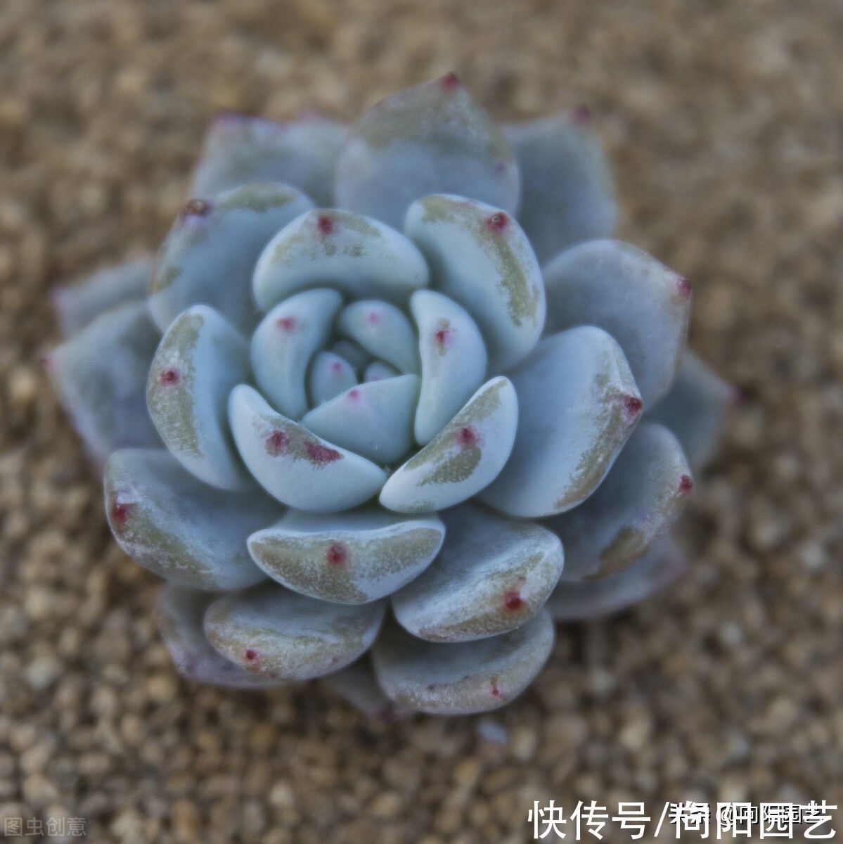 气温开始回升，抓紧把肉肉的根给养好了，根系饱满，安全度夏