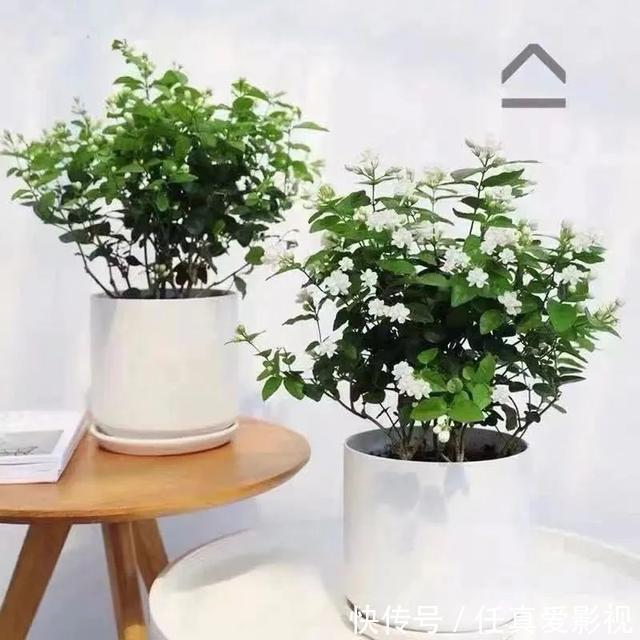 客厅养花就选这5种,清雅又大方、越养家里越干净,越养越健康