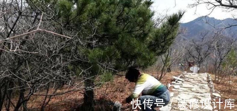 养花“法宝”松针该怎么用?单独使,加工后用,谨记这些准没错