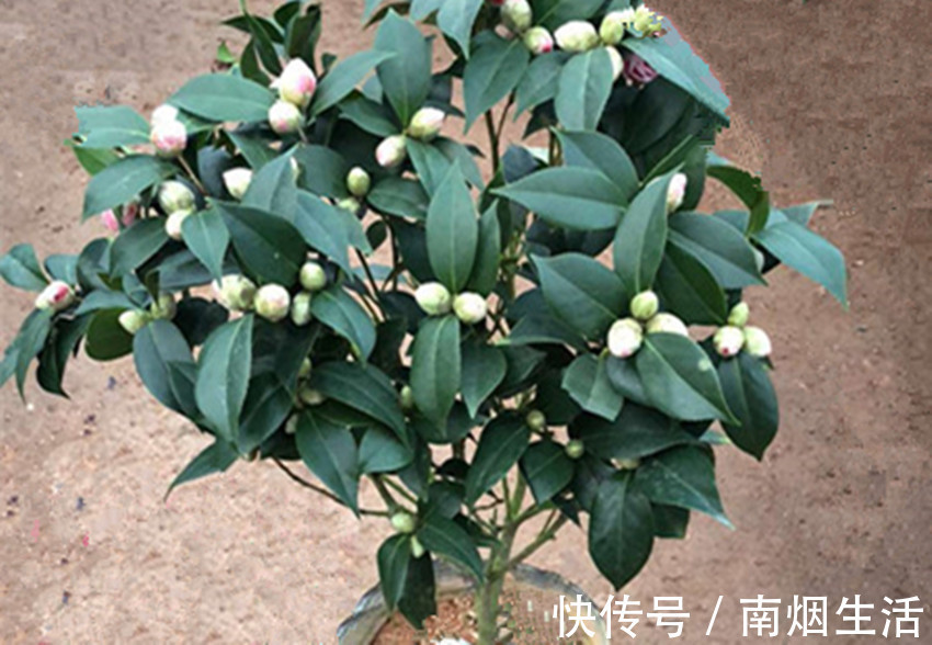 发芽|养花浇水用上两样东西，让花卉迅速生根、发芽、开花又爆盆