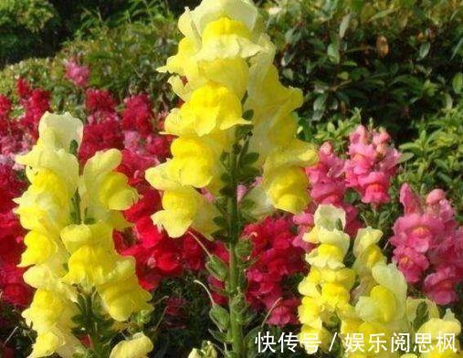 家里阳台必养此款花卉,花期长达200天,盆盆能开上百朵,太美了