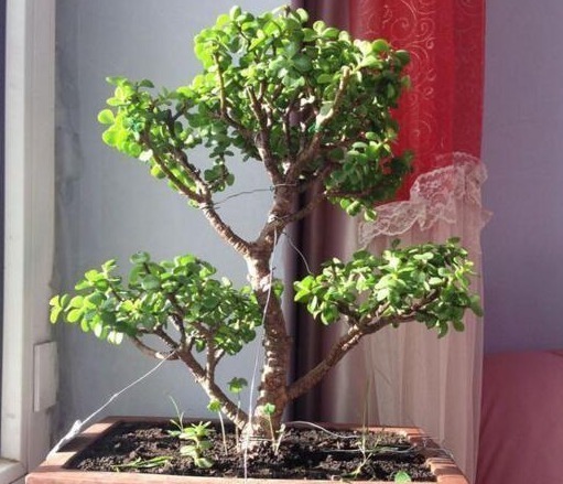 小花|“马齿苋” 不好看“这样”一砍一揪,6月不管成“老桩”,超美