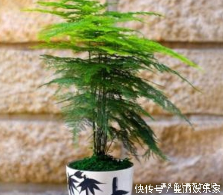 茂盛|家中文竹生长旺,繁殖用“2种”方法,一盆变多盆,枝叶茂盛!