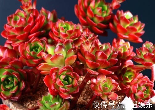 散射光|多肉蒂亚怎么叶插教你3个小步骤,叶插的蒂亚生根快长势旺盛