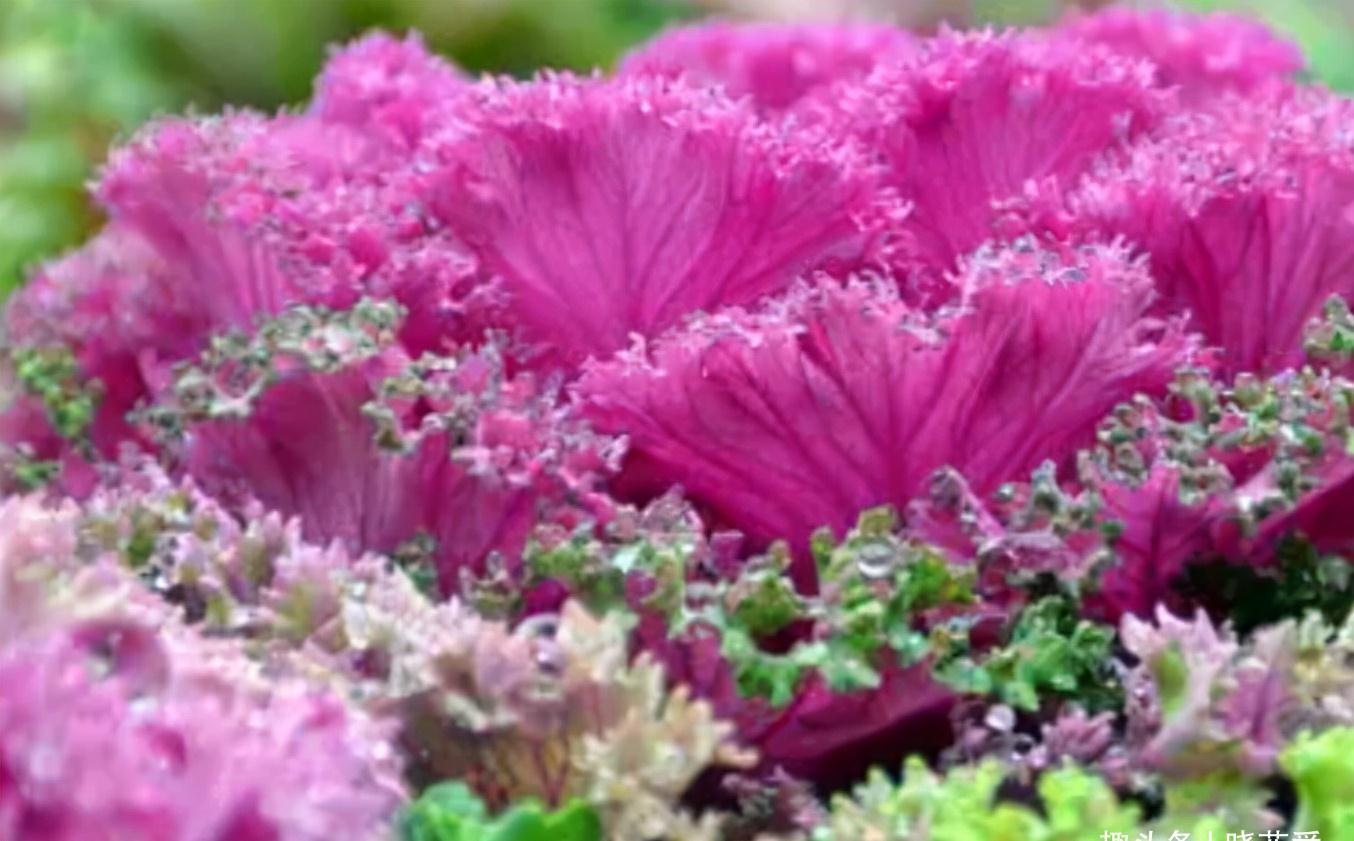 6种常见的“漂亮花”,好养少浇水,养成盆景“身价”翻倍