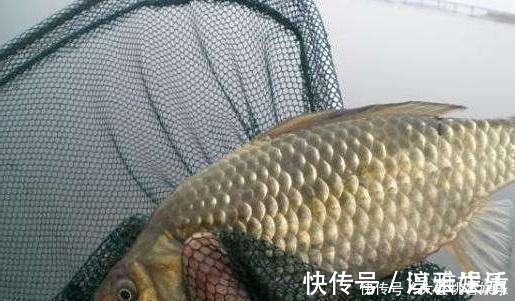 钓饵|这东西常人难以接受,却是很不错的钓鱼饵料,钓鲫鱼鲤鱼效果绝佳