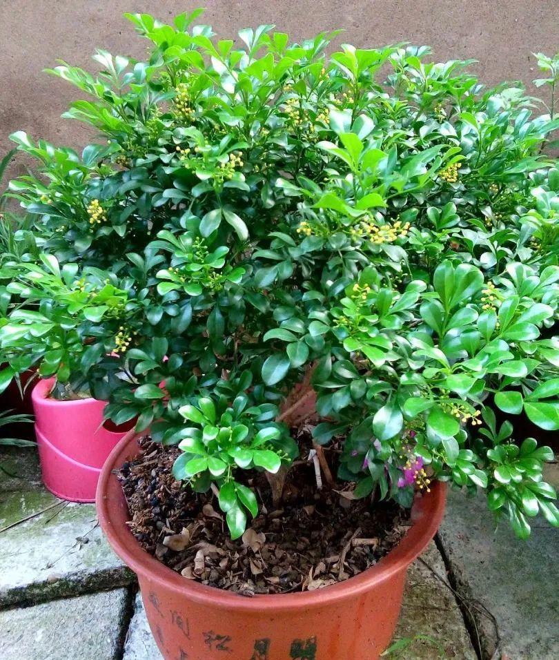 叶子|20种花，天凉了赶紧剪，来年开花有多又艳！