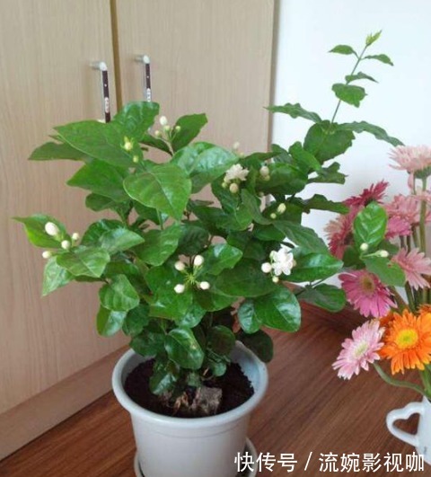 叶子|养茉莉花不长叶子,懂得分析原因,就能不枯萎长得好,开花不难