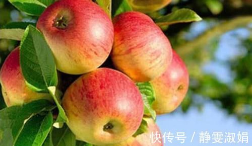 苹果|前列腺炎的“天敌”,男人常吃,能消炎杀菌,保护前列腺