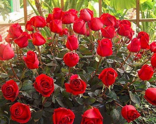 喜欢菊花，那就养“珍品玫瑰”卡罗拉，色泽艳丽，花团锦簇！