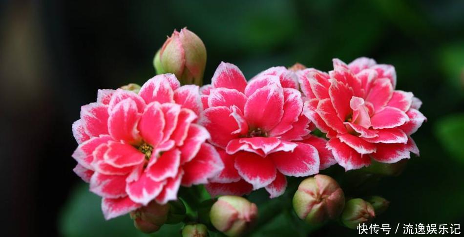 长寿花开败后,找对“位置”猛剪一刀,第二次开花更旺盛!