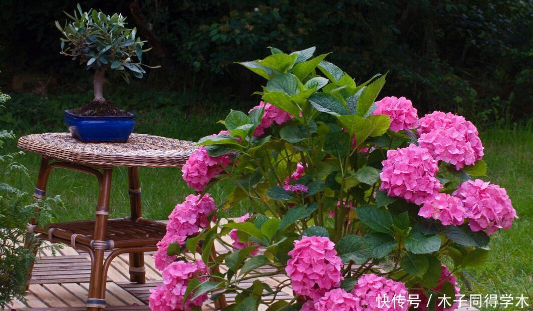 封闭阳台这几种花最好不要入手，因为实在不好养