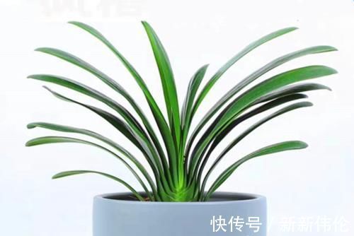 发芽|兰花和君子兰不开花、不长叶、不发芽？问题就在三点，试试吧