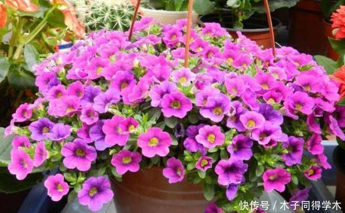 最香的4种花，家养一盆，满屋飘香，花开爆盆美如花