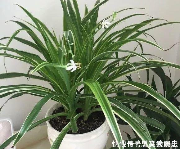 10米长的绿萝,阳台放不下了,看看他是怎么养的吧