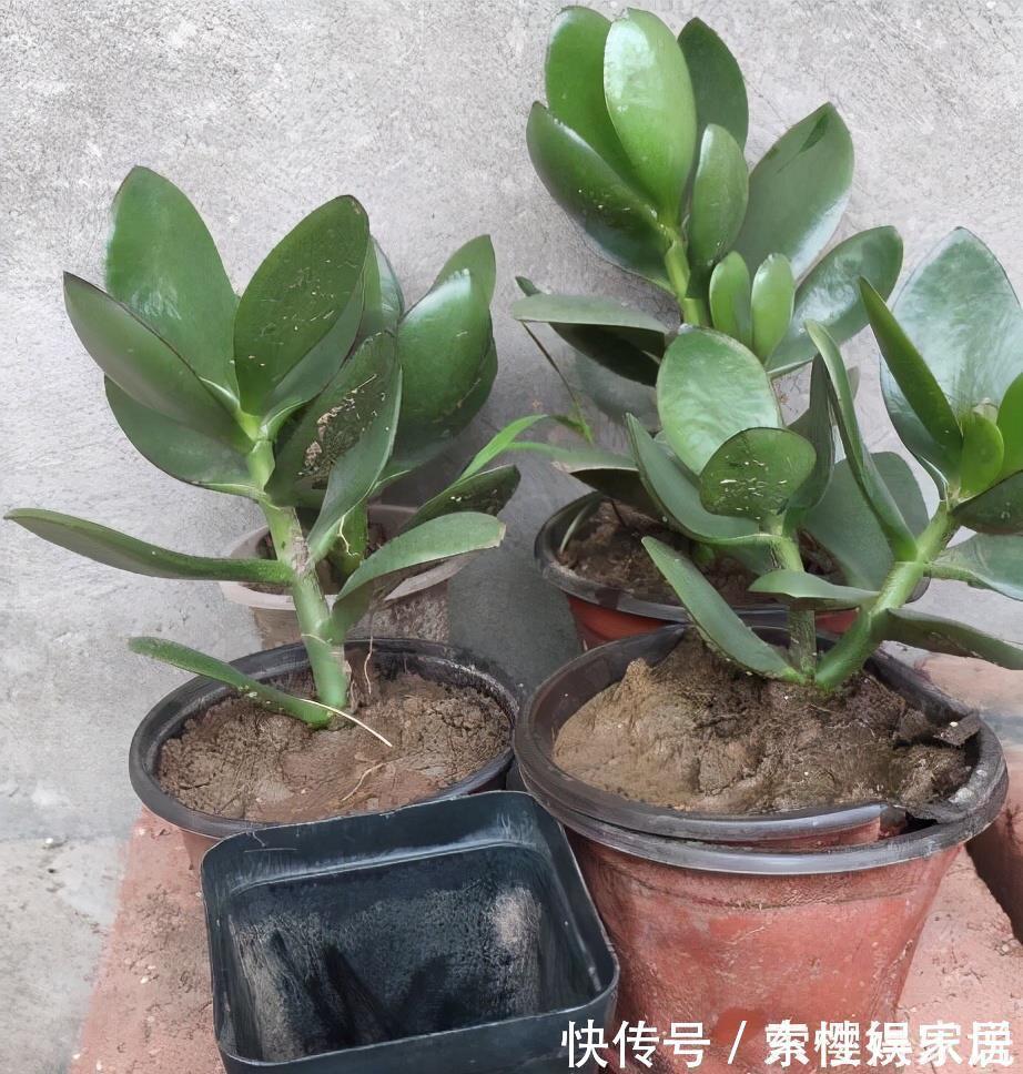 枝条|两种皮实好养的绿植，易扦插，姿态优美，变老桩盆景