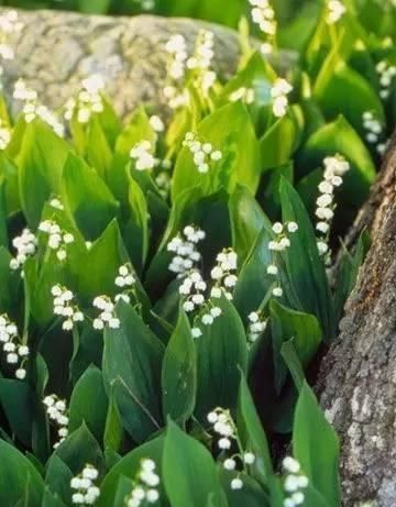 10种出彩的庭院地被花儿，最适合的才是最好的