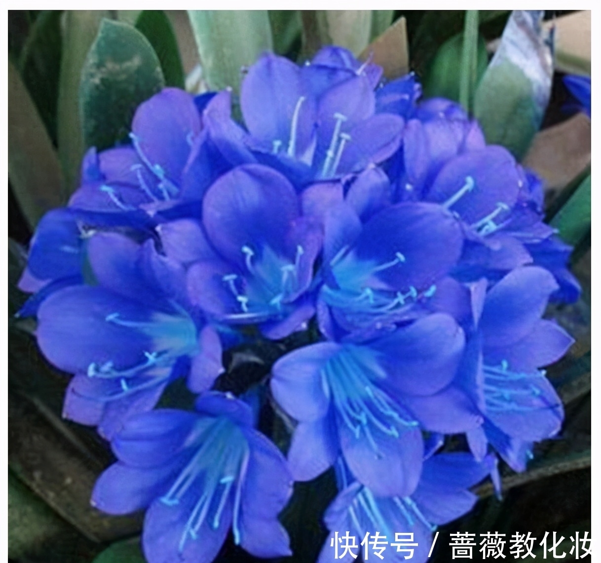 6种花草根本不值得花钱,老花匠良心总结,被骂也要公布