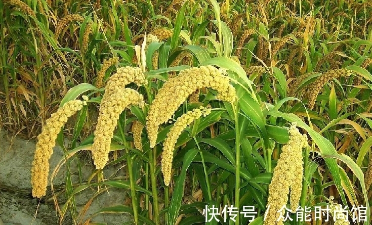 妇人$农妇报案说军马吃她粟谷,石敬瑭:杀马之后没发现粟谷就砍她脑袋