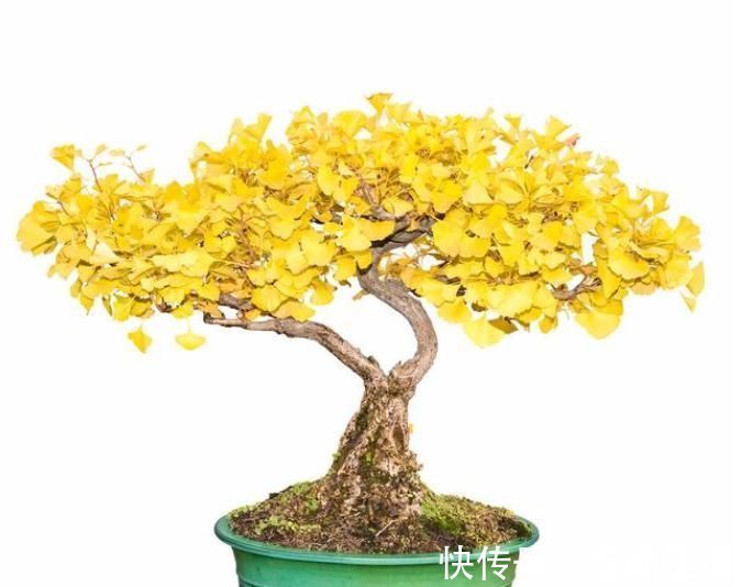 盆栽|4个方法,让盆栽银杏变成矮、胖、矬,好看又值钱