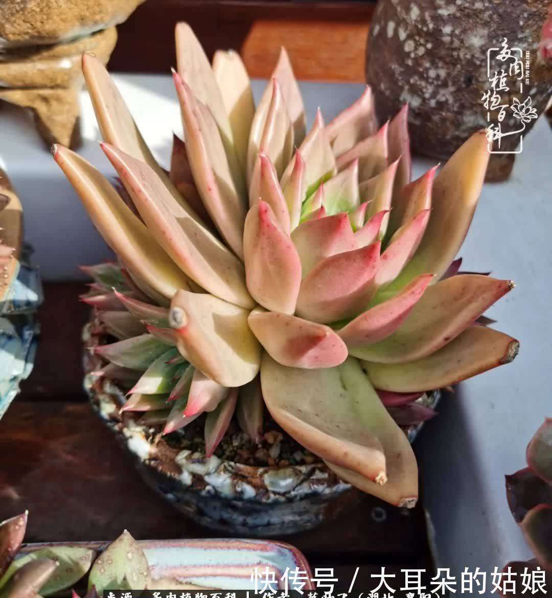 春暖花开,万物复苏,多肉迎来最美时光!