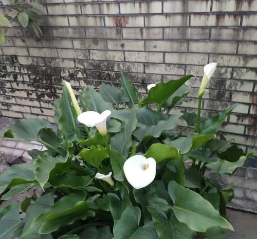 特好看特好养,又浇不死的花,你知道几种?