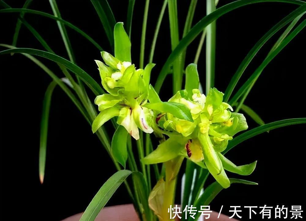 兰花界的“奇花之王”,翩翩起舞似蝴蝶,花苞大开花香,值得种植