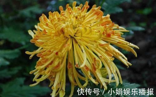 罗含宅里香@李商隐的一首《菊花》,通篇处处引经据典,但是写得很是有韵味