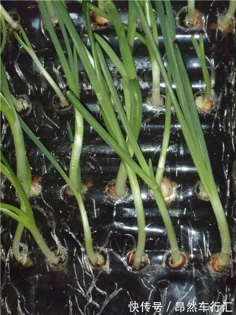 小菜园|养花技巧:一个油桶胜过两花盆,种菜养花好用又省钱!