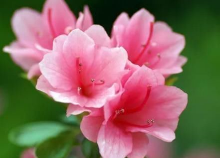 叶子|为什么每年养杜鹃都是开花过后,养到后期就掉叶子死了呢?