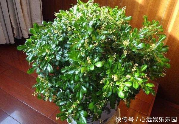 卫生间养花不知道选啥好就盆栽此4种植物,可放氧气、除臭味