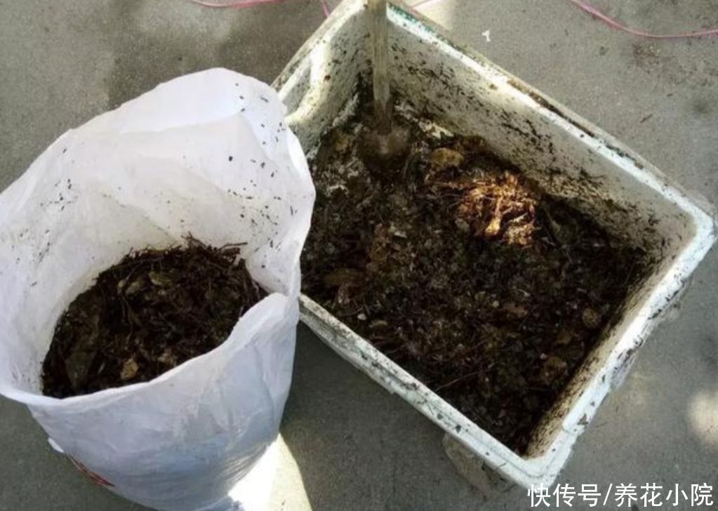 干松针采集后,怎样处理才能用来养花?教你松针土制作方法