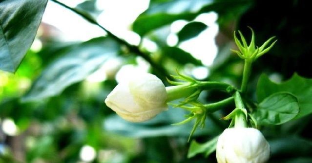  老花农说茉莉花年年开花，你需要做好这几点，香极了