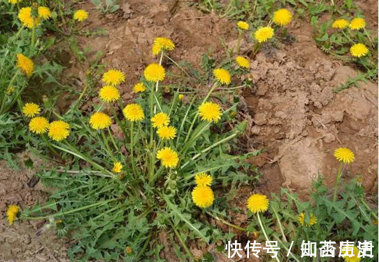 男人|枸杞和“它”一起泡,营养比“人参”还高!肾不再虚,失眠都好啦