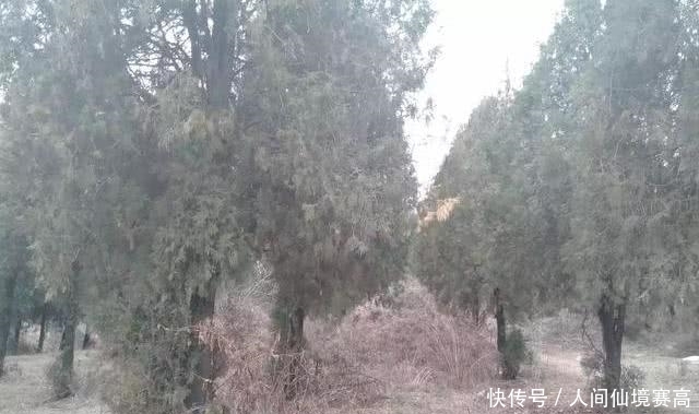 说法|俗语说:“五树进宅,人穷家败”是什么意思?指得哪五种树?