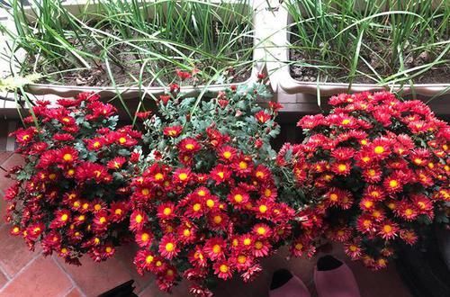  拥有|超优秀的4种花，花期超长，观赏价值高，值得拥有