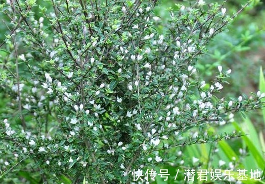 六月雪|农村人称“白马骨”的野草,全身是宝,对风湿有良效,被广泛种植