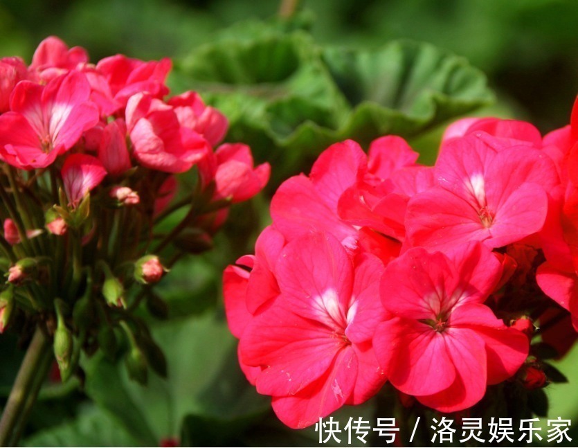 浇水|浇水越多死得越快的四种花,花友要控制住自己,不浇水长得才茂盛