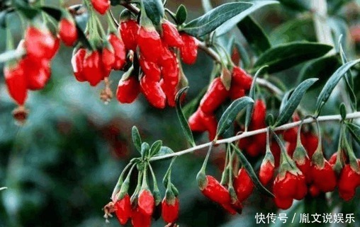 感冒发烧|枸杞子虽然好, 但吃错了就等于白吃, 这2类人最好别碰