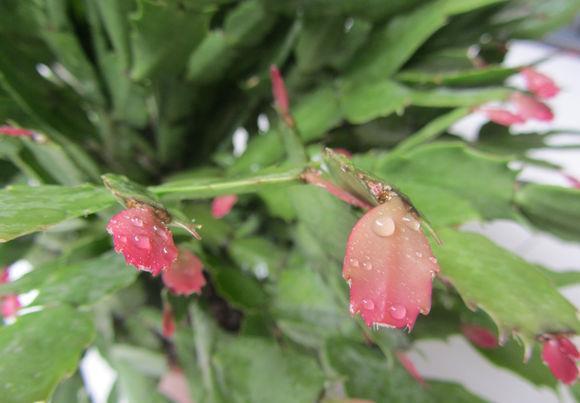 度夏|蟹爪兰掉叶子?2个“原因”解决好,叶子肥厚,度夏无压力