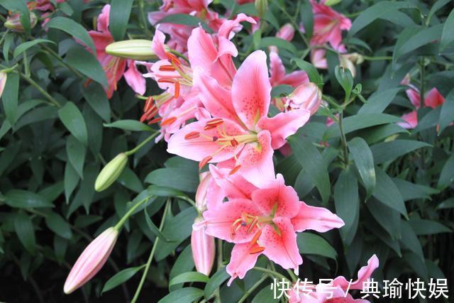 养百合花真上瘾,长的快、开花多,寓意还好,每个品种都想养!