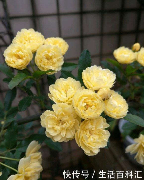 院外种棵黄木香 爬满墙壁 开出 大花墙 邻居羡慕的要命 快资讯