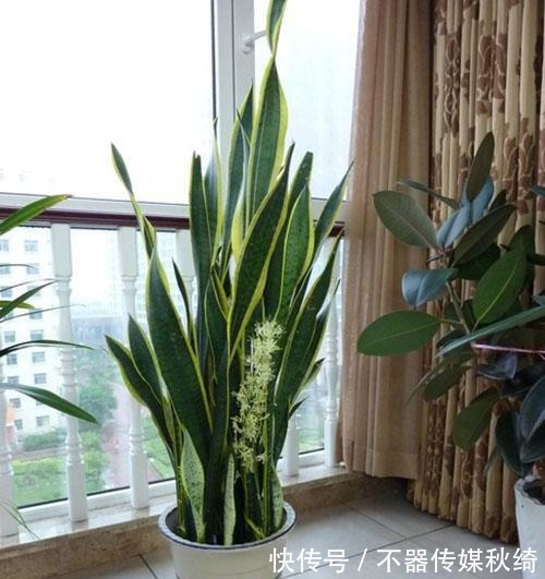 柳树皮|秋养虎皮兰就用这几招,姿态美快速爆新芽