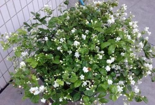 重点|平时该如何管理茉莉花抓住5个重点,植株枝繁叶茂、开花多