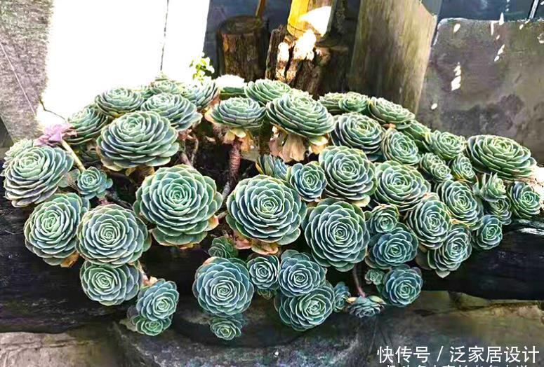 多肉|想给多肉玉蝶摘心?养护方向跑偏了,先将它养活还愁它不爆盆?