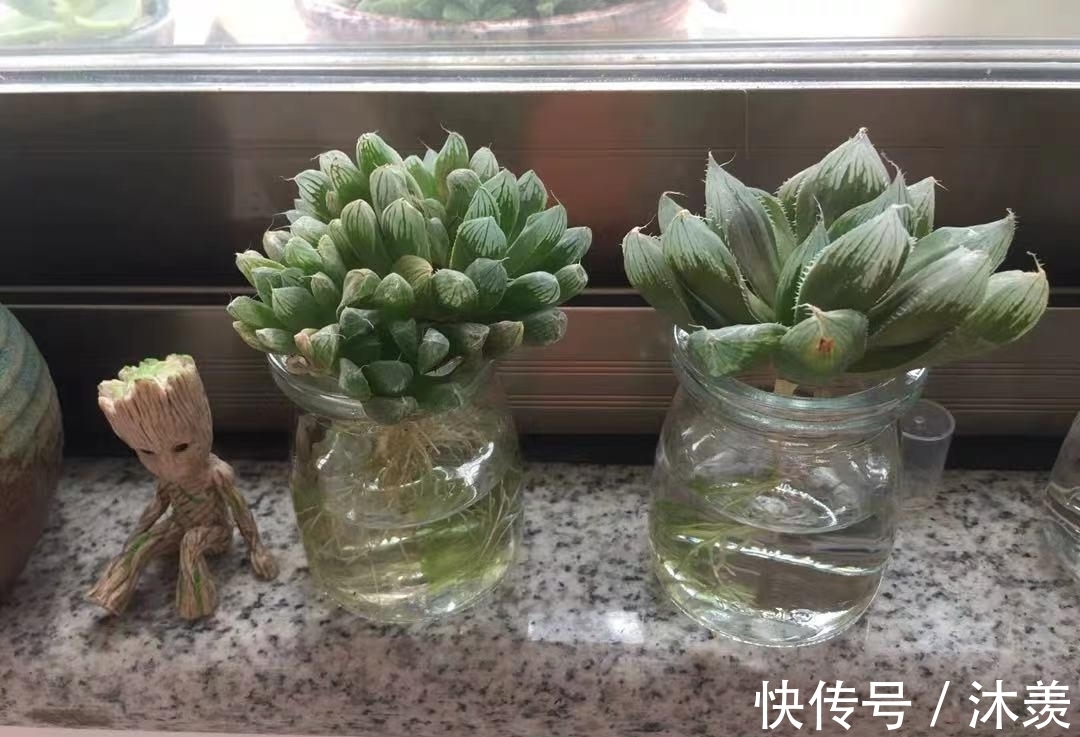 布丁瓶搭配海绵养多肉,不买盆不买土,干净卫生,容易出状态