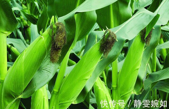 谷光甘肽氧化酶|提个醒吃玉米好处多,但切记与一物同食,却有很多人不清楚